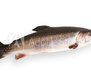 saibling-frisch-ganz